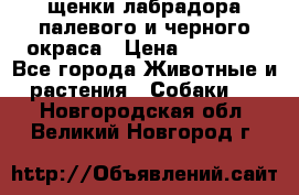 щенки лабрадора палевого и черного окраса › Цена ­ 30 000 - Все города Животные и растения » Собаки   . Новгородская обл.,Великий Новгород г.